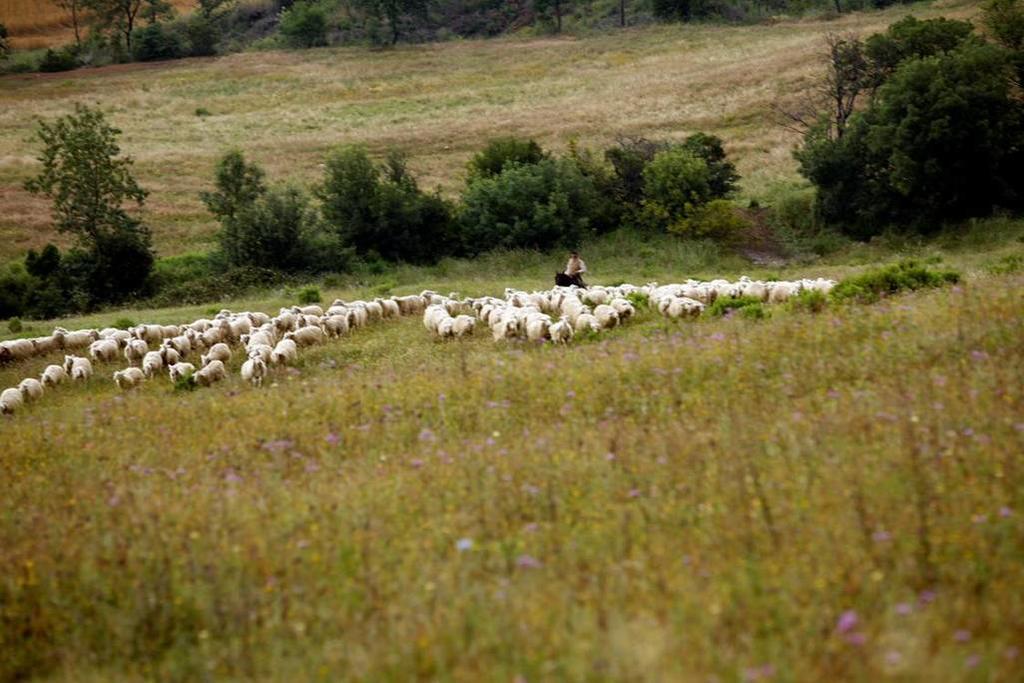 Вилла Fattoria Poggio Foco Манчиано Экстерьер фото